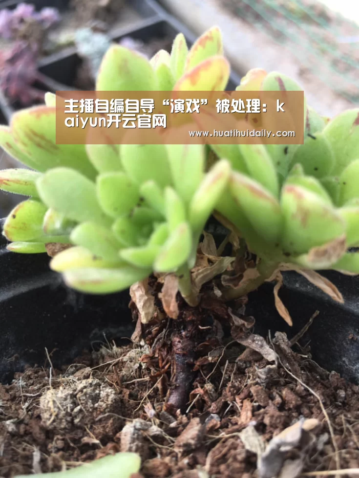 kaiyun开云